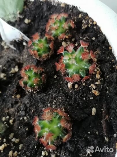 Кактус мамилярия кармен