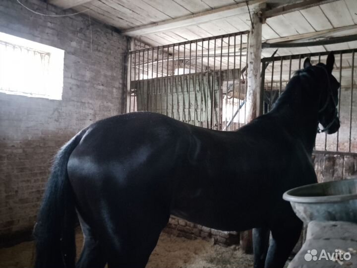 Жеребец орловский рысак