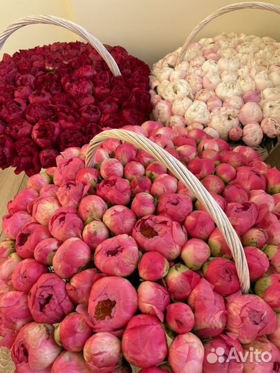 Букет пионов. Букет 101 пиона