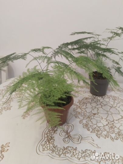 Аспарагус перистый