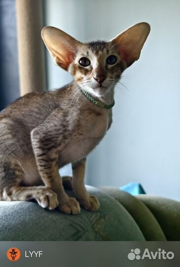 Ориентальная