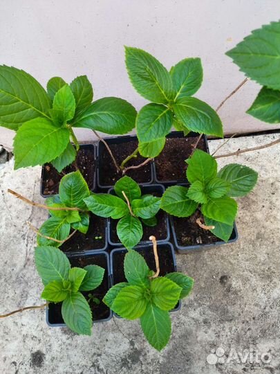 Гортензия изменчивая-хамелеон крупнолистная