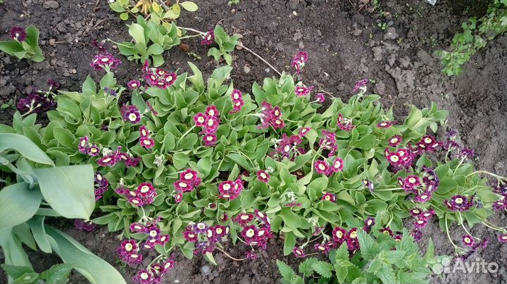 Цветы-многолетники