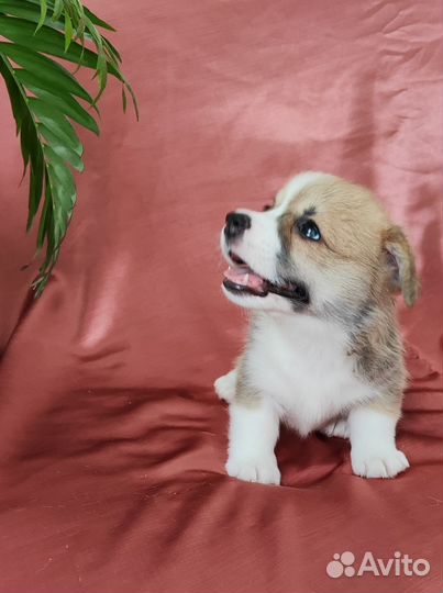 Вельш-корги пемброк