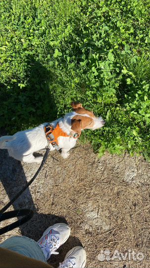 Выгул собак