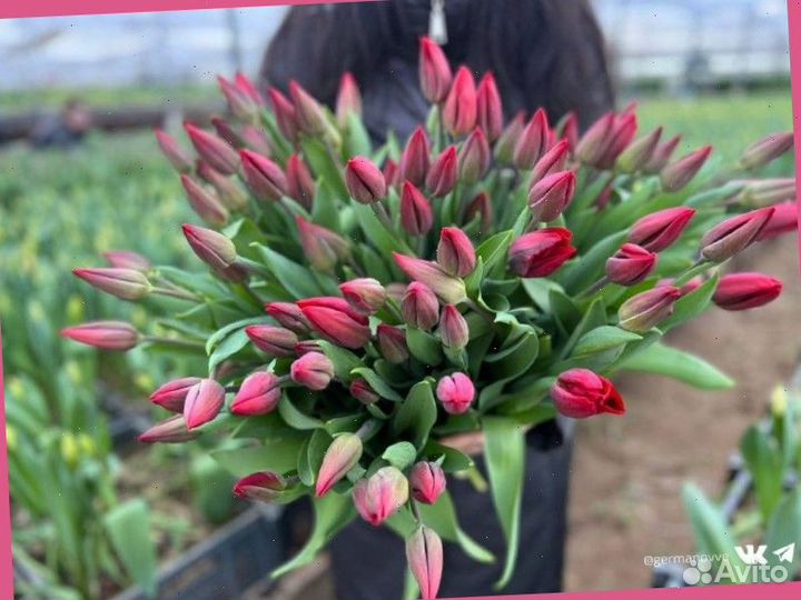 Тюльпаны к 8 марта оптом