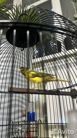 Канарейки овсяночного напева