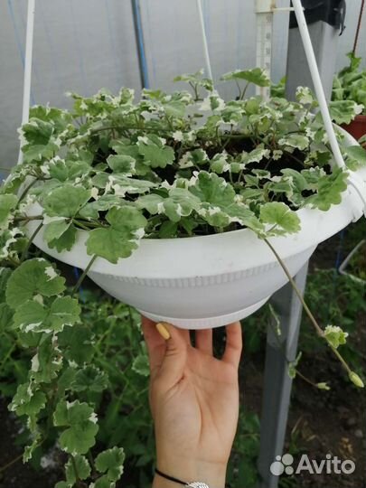 Будра пестролистная