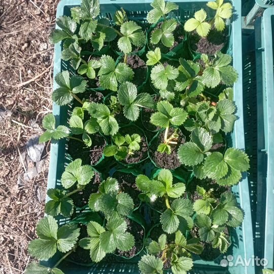 Рассада земляники садовой