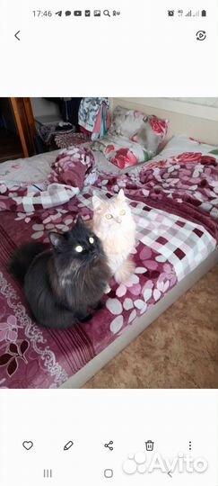 Отдам в добрые руки котиков