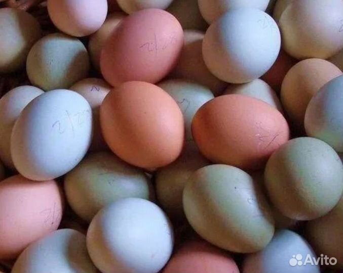 Инкубационное яйцо породистых кур