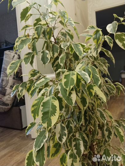 Фикус Бенджамина большой
