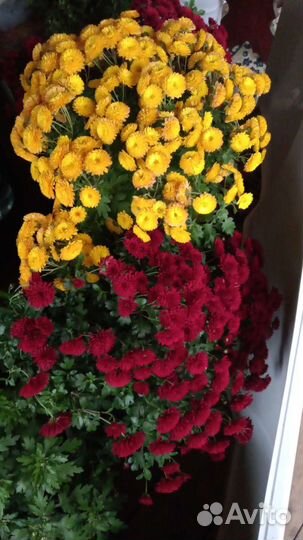 Хризантемы мультифлора