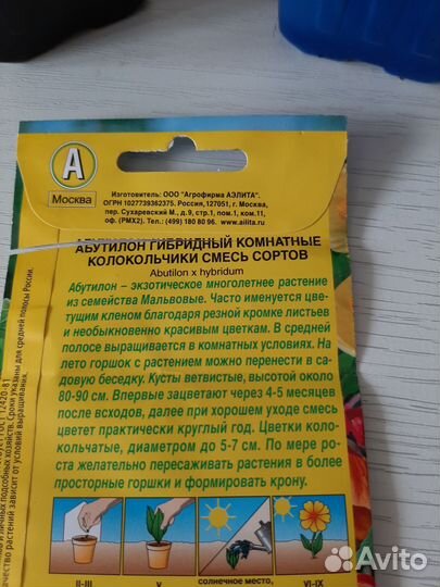 Абутилон Комнатный колокольчик
