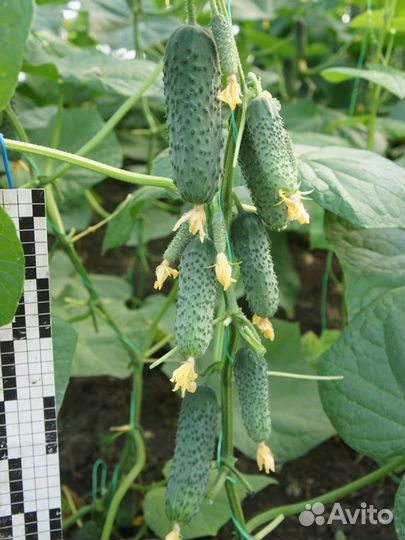 Семена Огурца 