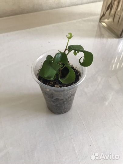 Фикус Барок