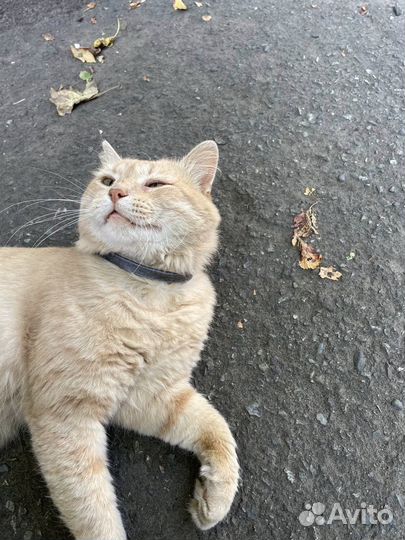 Кот в самые добрые руки