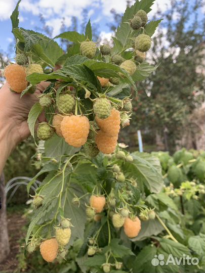 Саженцы малины