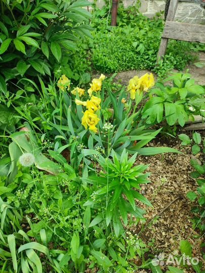 Многолетние цветы