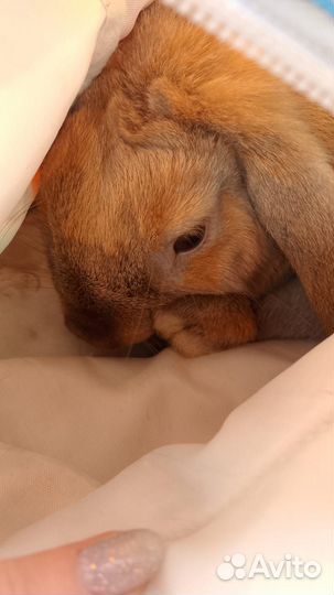 Декоративные кролики