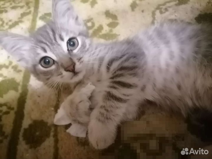 Котики в добрые руки