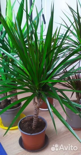 Драцена маргината