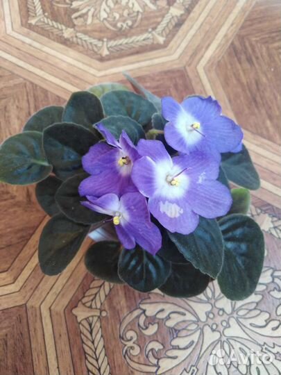 Фиалки (5шт)