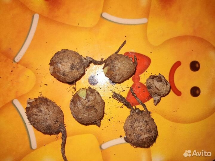 Алоказии(луковички)