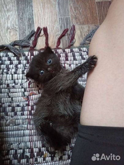 Кошки бесплатно