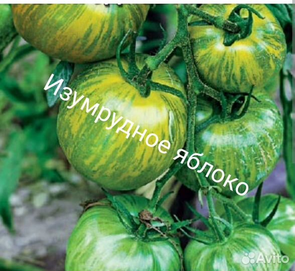 Семена сортовых томатов