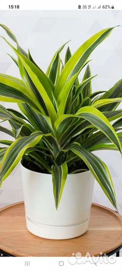 Пальма драцена,с доставкой