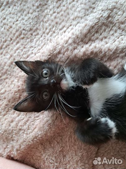 Кошки в добрые руки