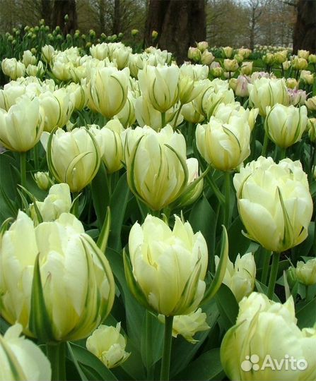 Луковица тюльпана Экзотик Эмперор