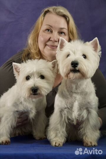 Стрижка тримминг собак