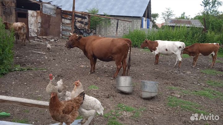 Коровы и бычки