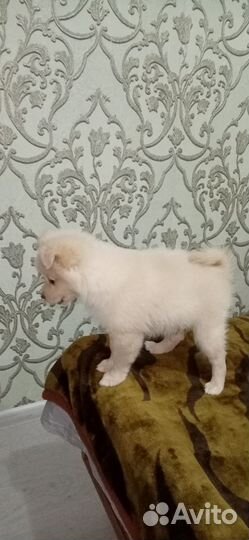 Собаки щенки шпиц