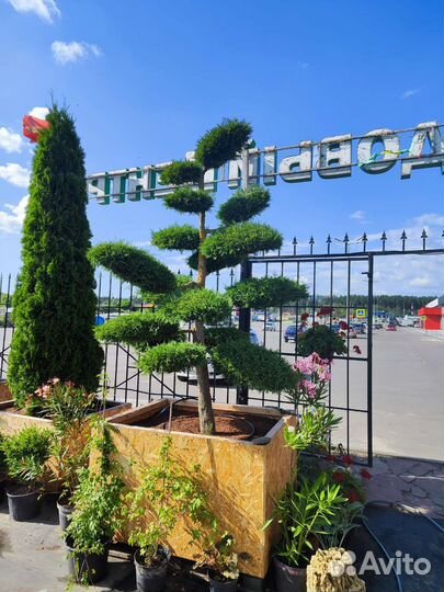 Бонсай, Ниваки, Топиары