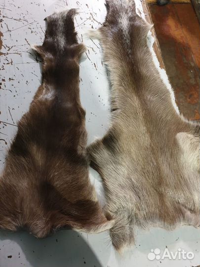 Камус оленя