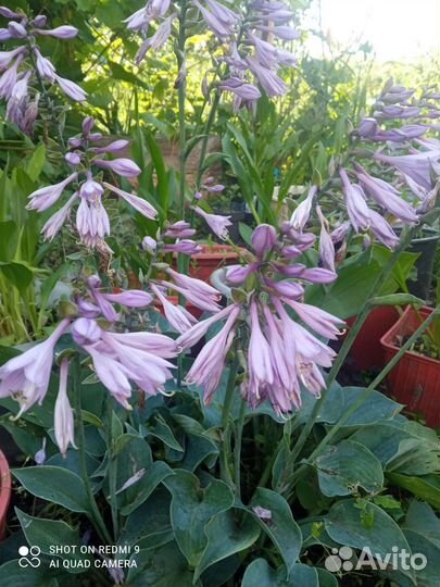 Хоста голубая