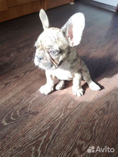 Продаю щенка породы французский бульдог
