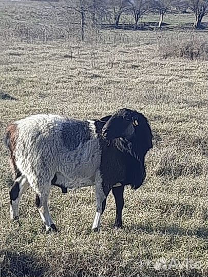 Баран на племя