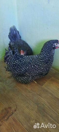 Куры молодка