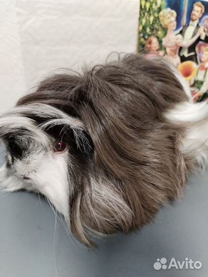 Морская свинка