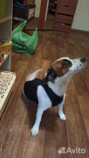 Джек Рассел терьер девочка