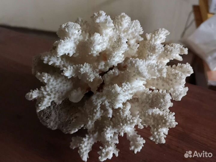 Коралл натуральный