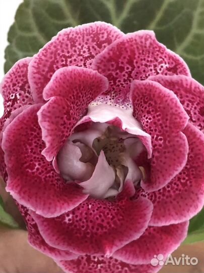 Глоксиния листы укорененные Часть 3