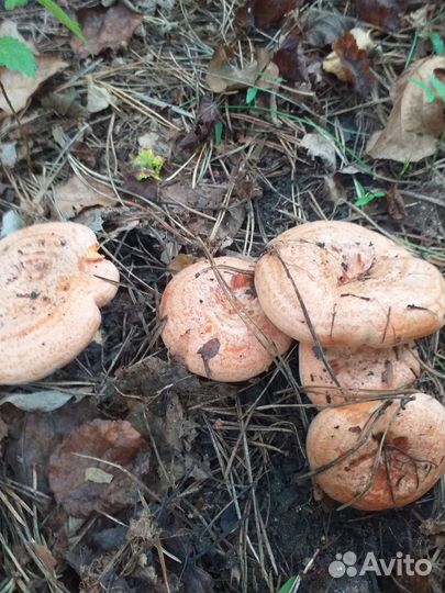 Лисички,рыжики,белые в наличии