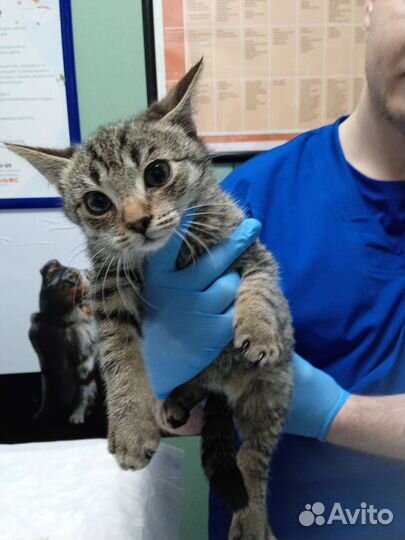 Котенок. Мальчик 2 месяца