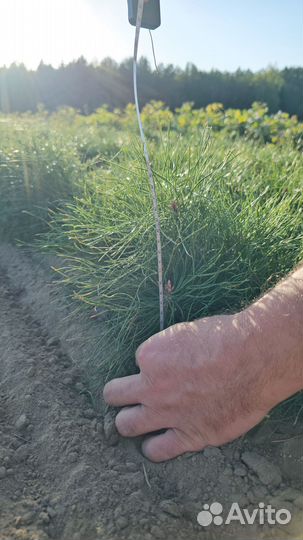 Саженцы ели окс от производителя