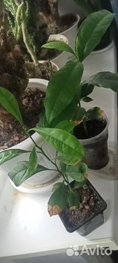 Комнатные растения